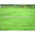 Bermuda grass seed with high quality